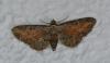 Eupithecia icterata
